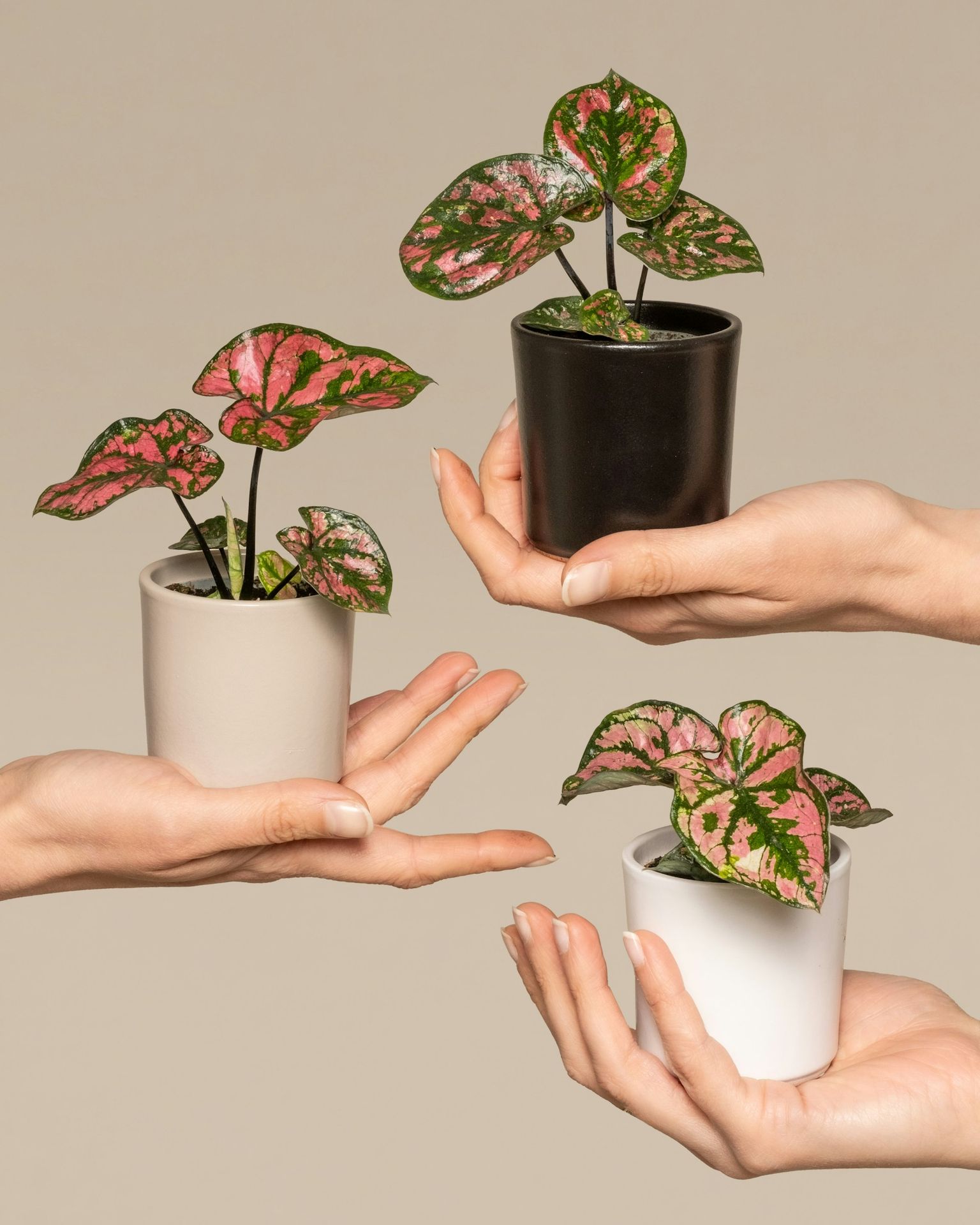 a group of people holding plants in their hands